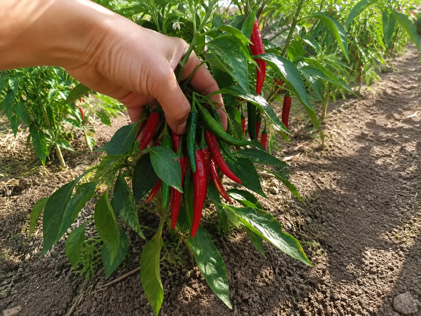 Peperoncini di Cayenna rossi dalla pianta
